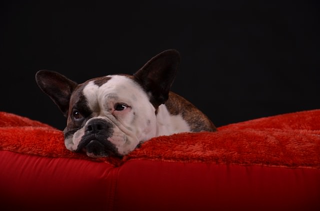 Illustration de l'article : 5 conseils à suivre avant de confier votre chien à quelqu'un d'autre