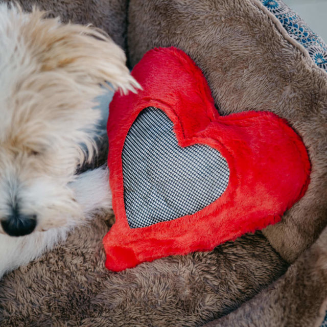 Illustration de l'article : 5 conseils à suivre avant de confier votre chien à quelqu'un d'autre