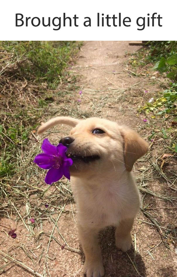 Illustration de l'article : 21 chiens qui offrent à leurs maîtres des cadeaux inattendus