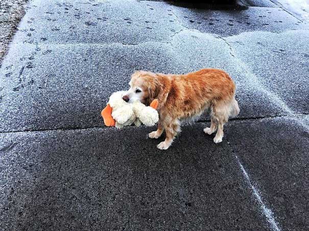 Illustration de l'article : 21 chiens qui offrent à leurs maîtres des cadeaux inattendus