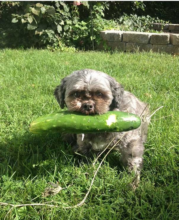 Illustration de l'article : 21 chiens qui offrent à leurs maîtres des cadeaux inattendus