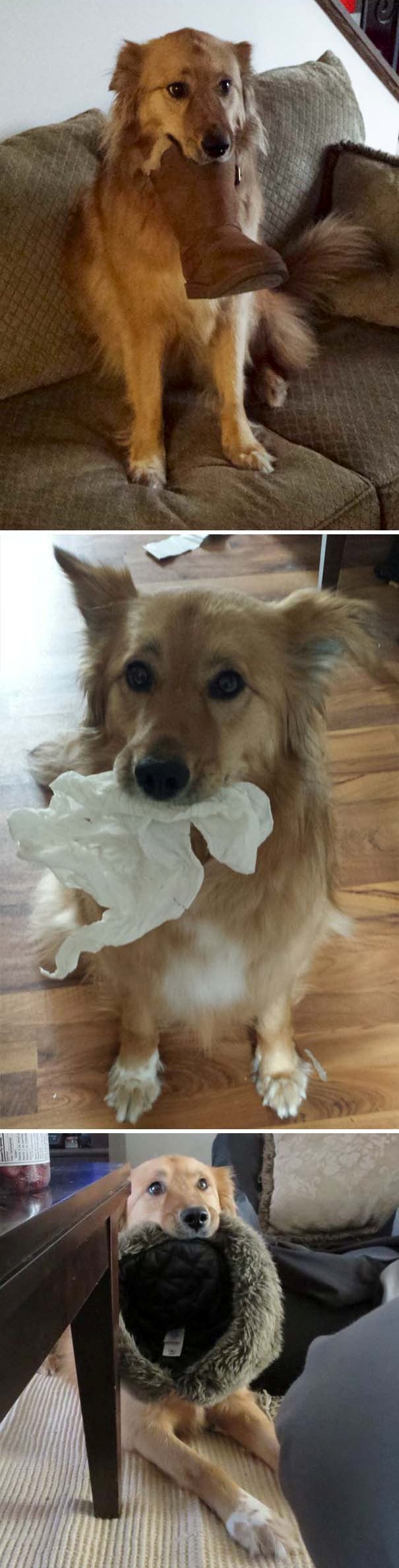 Illustration de l'article : 21 chiens qui offrent à leurs maîtres des cadeaux inattendus