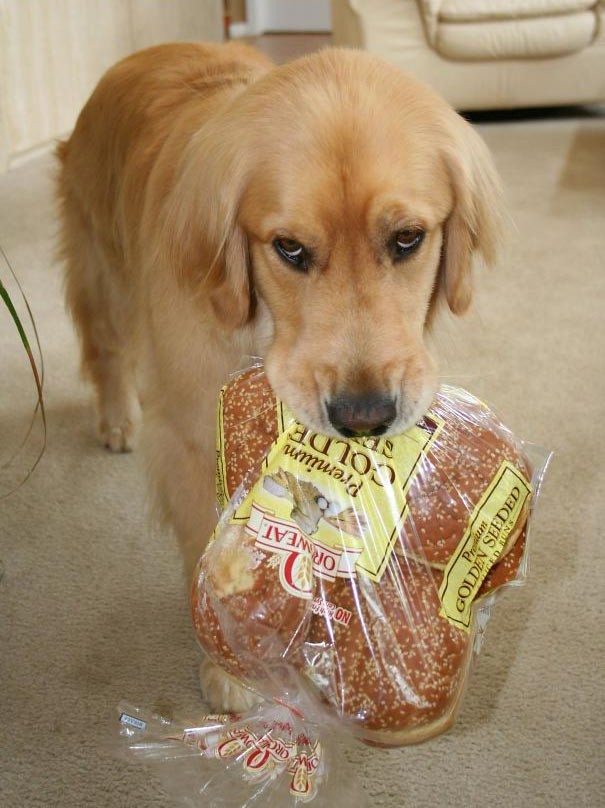 Illustration de l'article : 21 chiens qui offrent à leurs maîtres des cadeaux inattendus