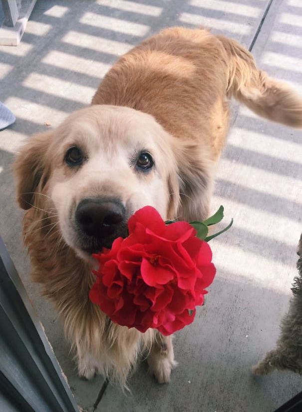 Illustration de l'article : 21 chiens qui offrent à leurs maîtres des cadeaux inattendus