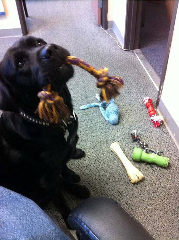 Illustration de l'article : 21 chiens qui offrent à leurs maîtres des cadeaux inattendus