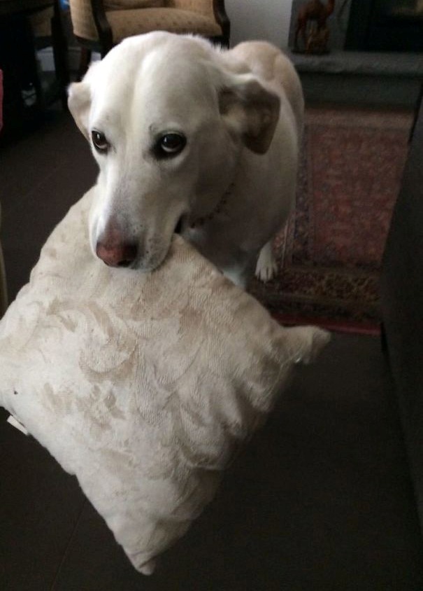 Illustration de l'article : 21 chiens qui offrent à leurs maîtres des cadeaux inattendus