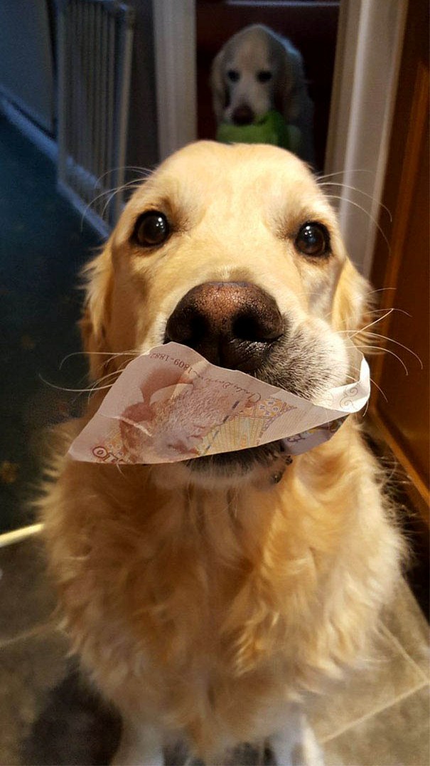 Illustration de l'article : 21 chiens qui offrent à leurs maîtres des cadeaux inattendus