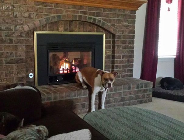 https://www.woopets.fr/assets/ckeditor/2017/oct/2719/originale/chien%202.jpg