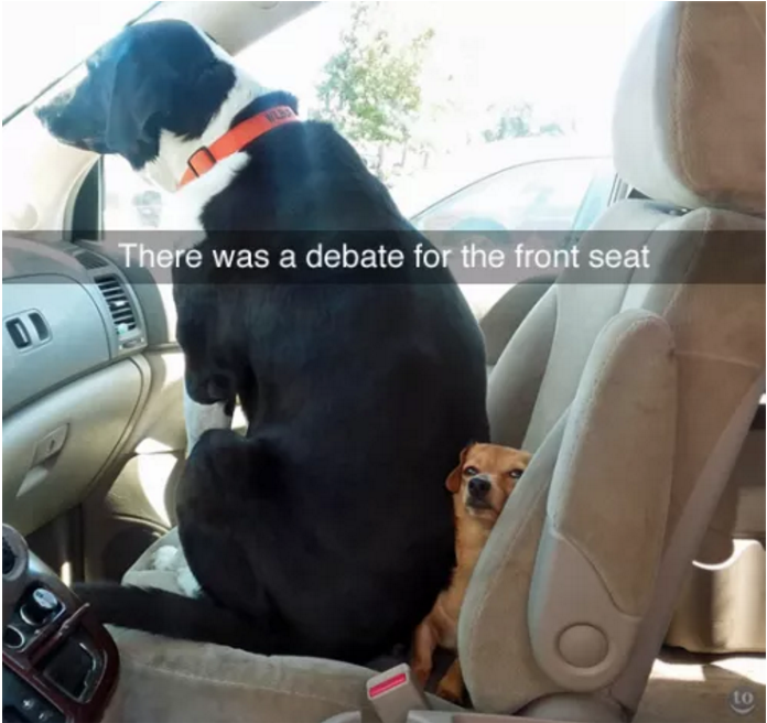 Illustration de l'article : 13 photos amusantes de chiens postées sur Snapchat
