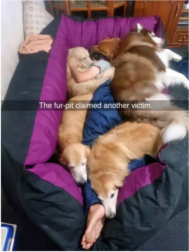 Illustration de l'article : 13 photos amusantes de chiens postées sur Snapchat