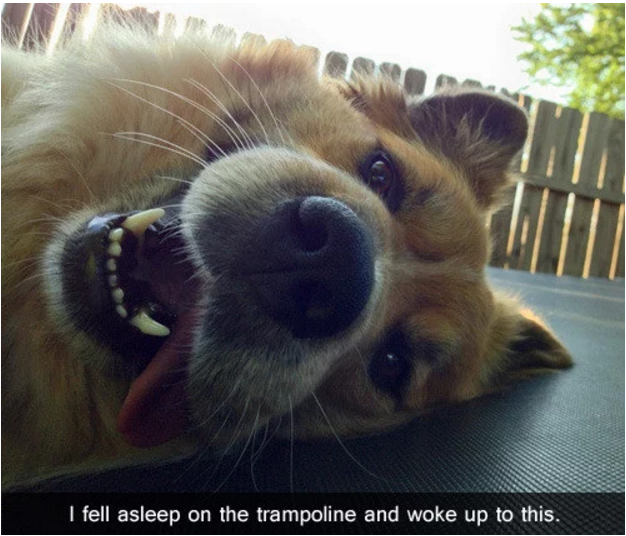 Illustration de l'article : 13 photos amusantes de chiens postées sur Snapchat