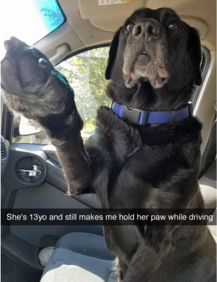 Illustration de l'article : 13 photos amusantes de chiens postées sur Snapchat