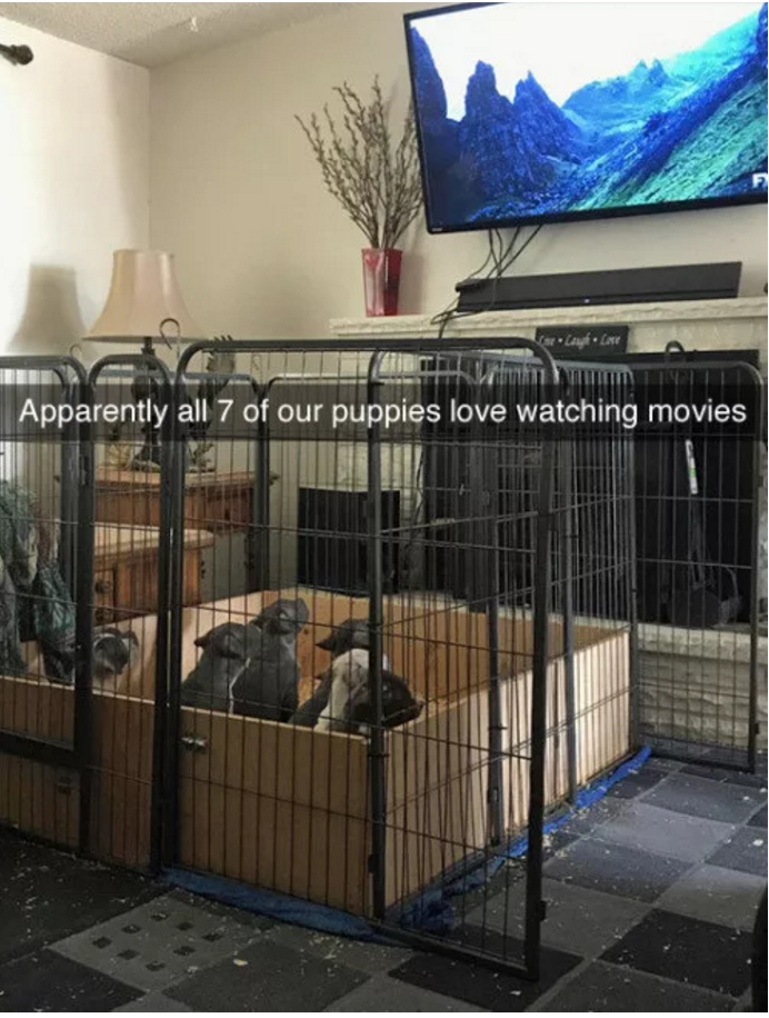 Illustration de l'article : 13 photos amusantes de chiens postées sur Snapchat