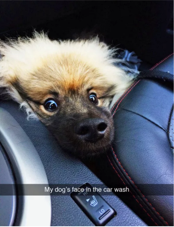 Illustration de l'article : 13 photos amusantes de chiens postées sur Snapchat