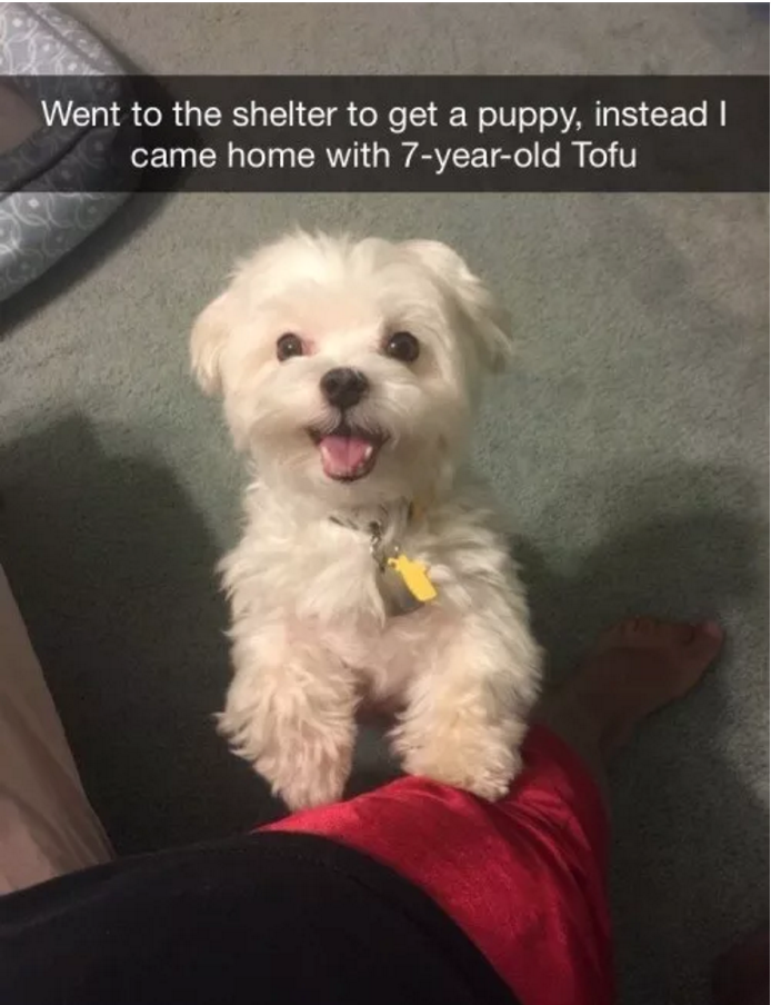 Illustration de l'article : 13 photos amusantes de chiens postées sur Snapchat