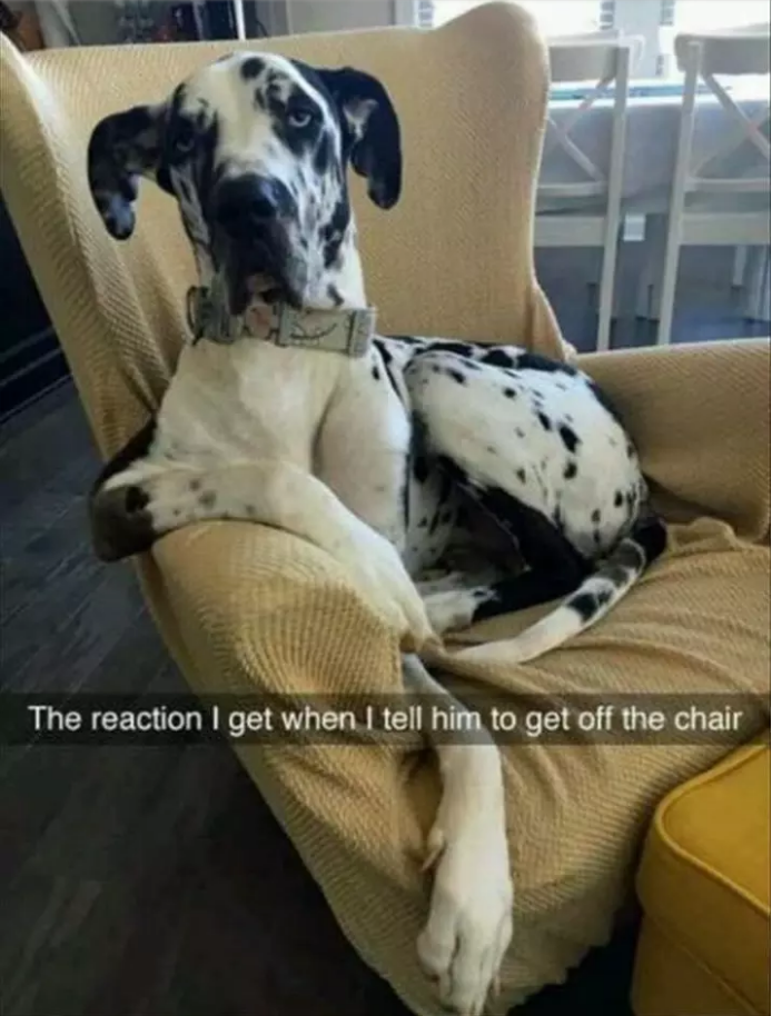 Illustration de l'article : 13 photos amusantes de chiens postées sur Snapchat