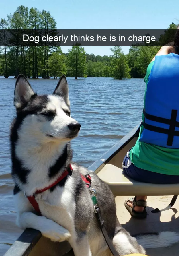 Illustration de l'article : 13 photos amusantes de chiens postées sur Snapchat