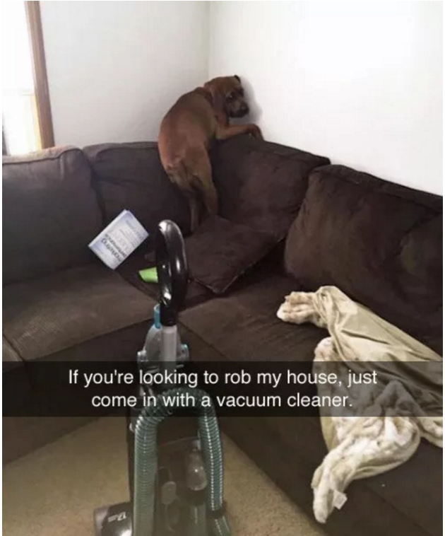 Illustration de l'article : 13 photos amusantes de chiens postées sur Snapchat