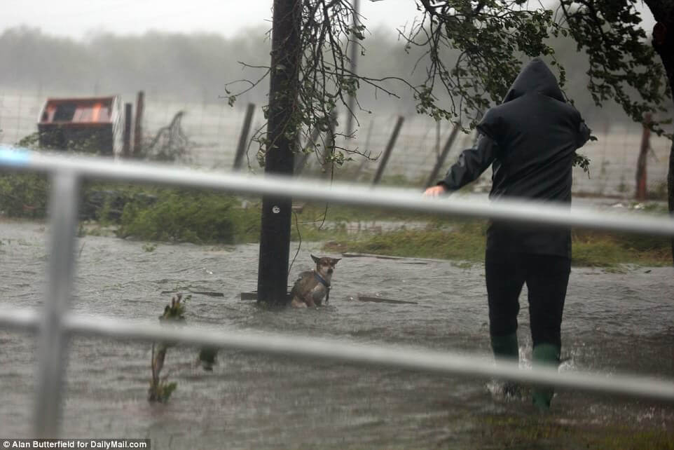 Illustration de l'article : Ouragan Harvey : Une chienne attachée à un poteau dans une zone inondée, libérée par un photographe