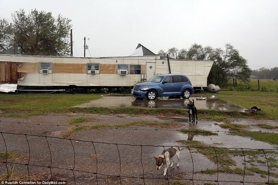 Illustration de l'article : Ouragan Harvey : Une chienne attachée à un poteau dans une zone inondée, libérée par un photographe