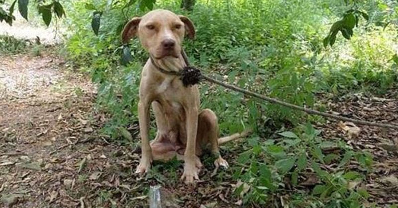 Illustration de l'article : Abandonnée en pleine forêt et attachée à un arbre, cette chienne devait survivre pour ses petits