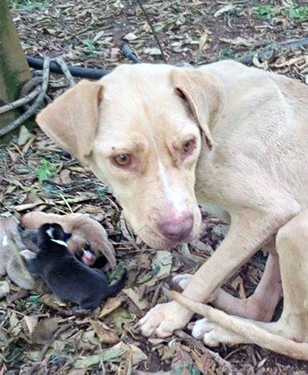 Illustration de l'article : Abandonnée en pleine forêt et attachée à un arbre, cette chienne devait survivre pour ses petits