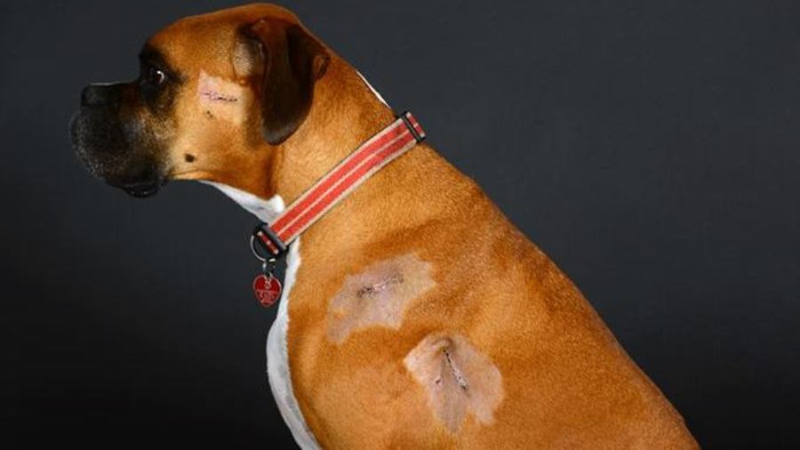 Illustration de l'article : Canada : Un policier québécois ouvre le feu sur un chien