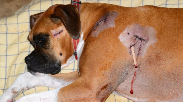 Illustration de l'article : Canada : Un policier québécois ouvre le feu sur un chien