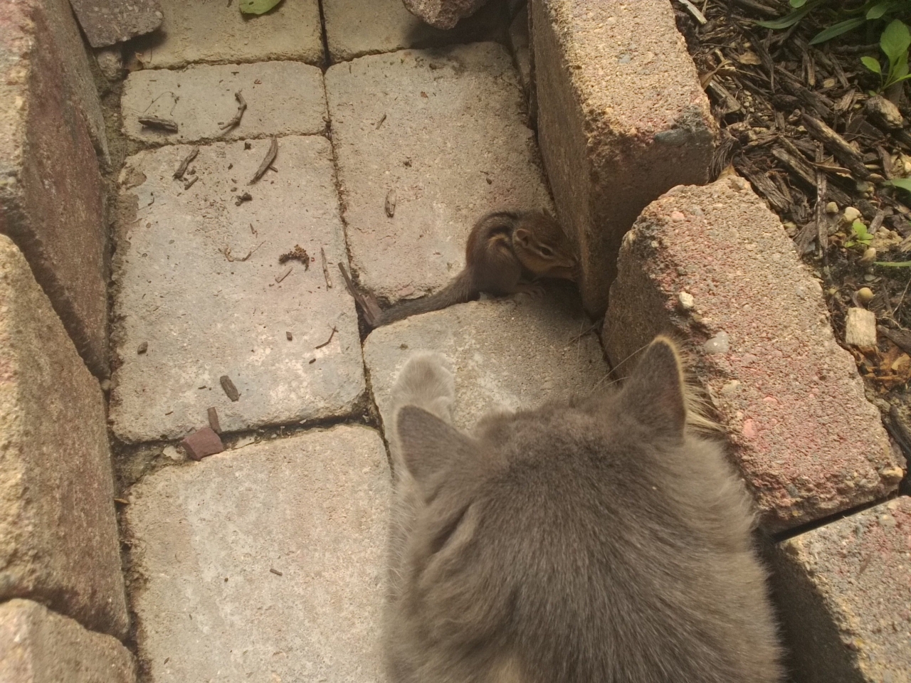 Illustration de l'article : Un chipmunk et un chat se lient d'amitié !