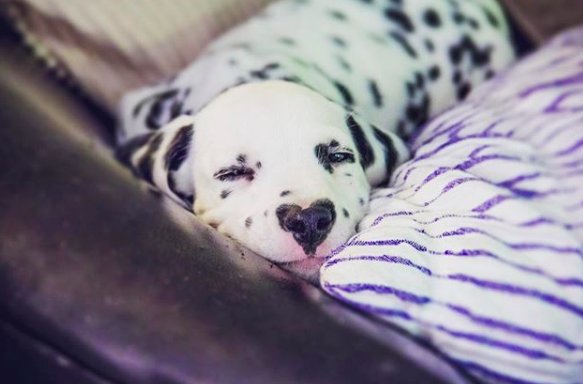 Illustration de l'article : Un chiot dalmatien fait le buzz sur internet grâce à la particularité de sa truffe !