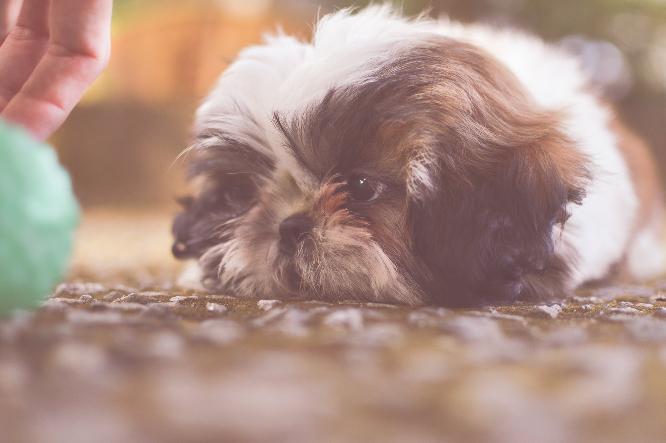 Illustration de l'article : 10 races de chiens pour lesquelles dormir est un véritable plaisir !