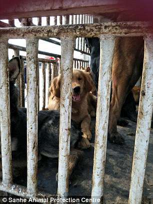 Illustration de l'article : Ce golden Retriever fond en larme lorsqu'il est sauvé d'un abattoir en Chine 