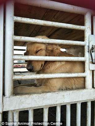 Illustration de l'article : Ce golden Retriever fond en larme lorsqu'il est sauvé d'un abattoir en Chine 