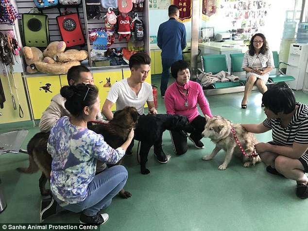 Illustration de l'article : Ce golden Retriever fond en larme lorsqu'il est sauvé d'un abattoir en Chine 