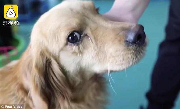 Illustration de l'article : Ce golden Retriever fond en larme lorsqu'il est sauvé d'un abattoir en Chine 