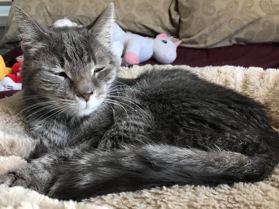Illustration de l'article : Elle adopte un chat de 26 ans, délaissé par ses propriétaires