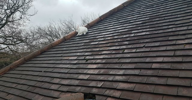 Illustration de l'article : Un lapin blanc se retrouve sur le toit d’une maison