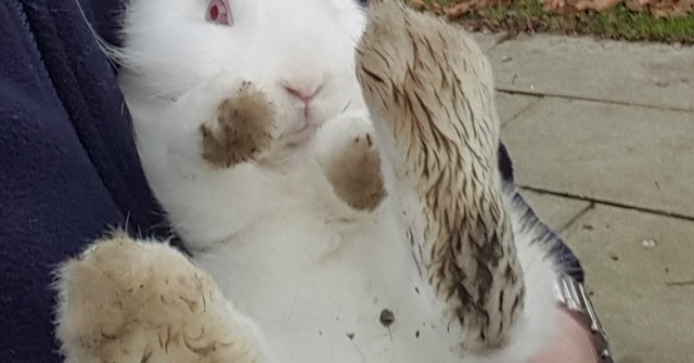 Illustration de l'article : Un lapin blanc se retrouve sur le toit d’une maison