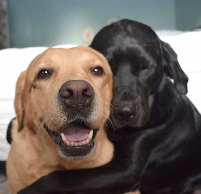 Illustration de l'article : Ces 25 photos qui prouvent que 2 animaux valent mieux qu’un