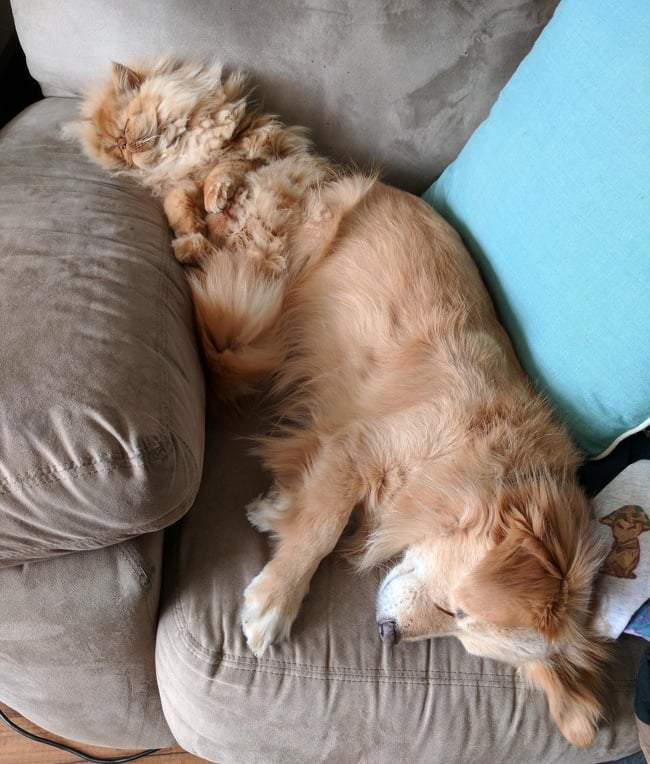 Illustration de l'article : Ces 25 photos qui prouvent que 2 animaux valent mieux qu’un