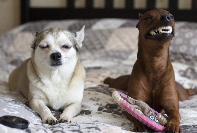 Illustration de l'article : Ces 25 photos qui prouvent que 2 animaux valent mieux qu’un