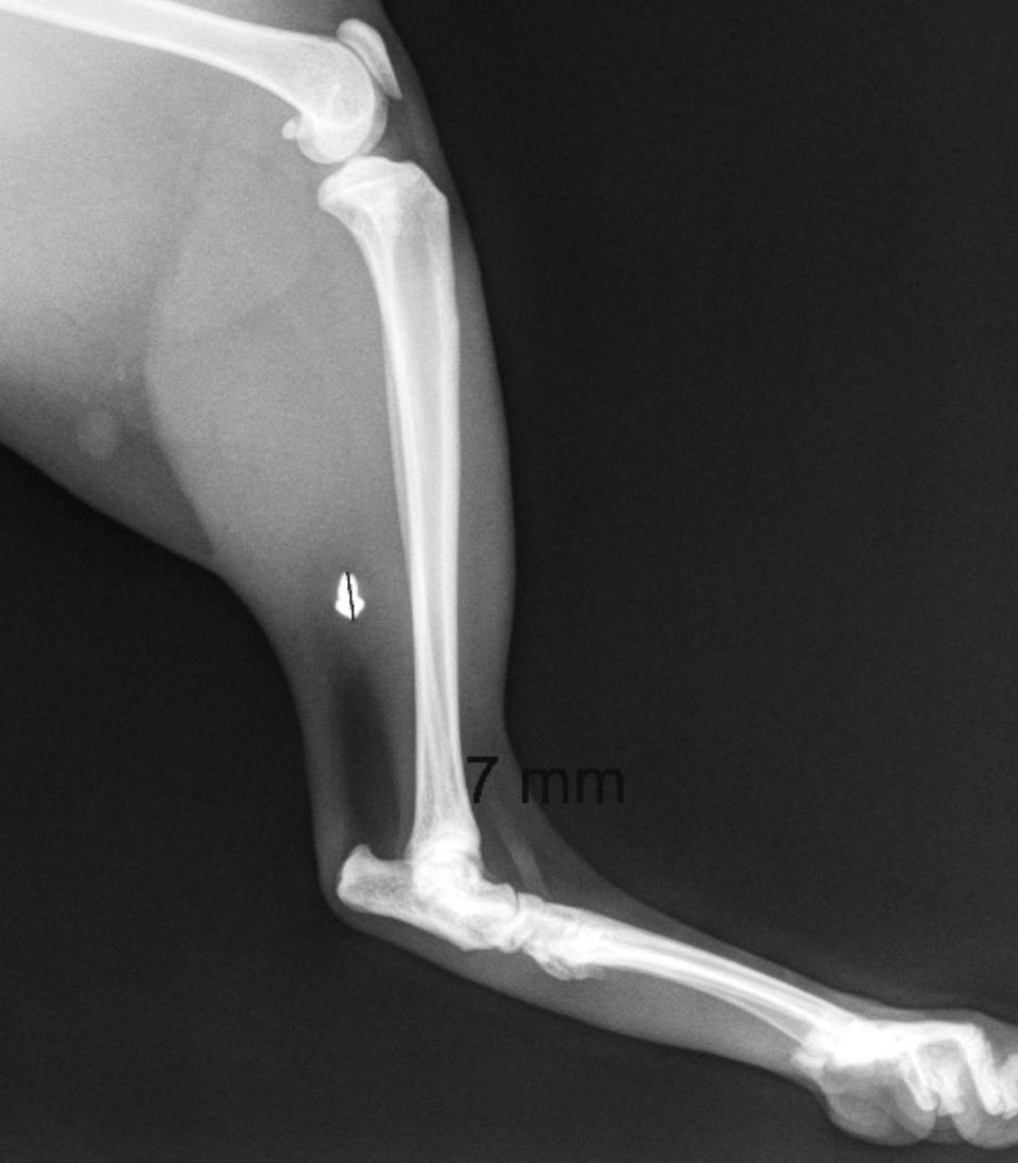 Illustration de l'article : Un chat blessé par un plomb, sa propriétaire porte plainte