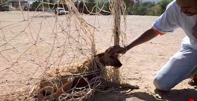 Illustration de l'article : Un chien errant et galeux se retrouve coincé dans des filets de foot. Des passants tentent de le sauver !