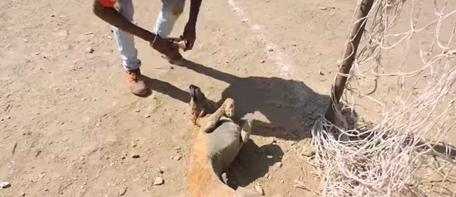 Illustration de l'article : Un chien errant et galeux se retrouve coincé dans des filets de foot. Des passants tentent de le sauver !