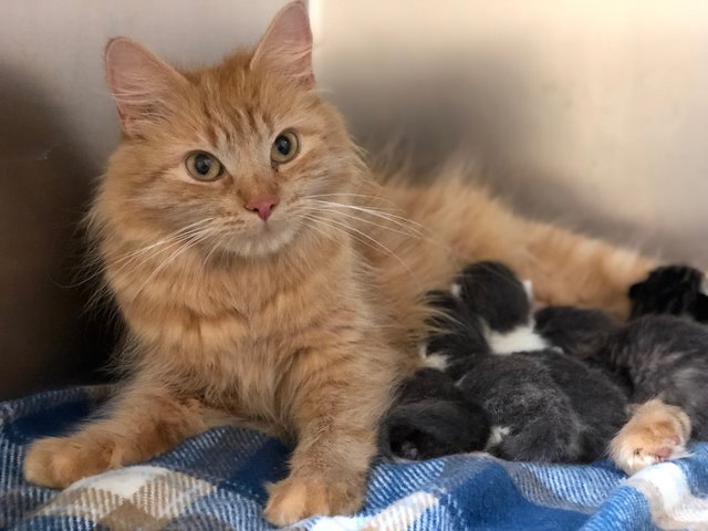 Illustration de l'article : Malade, une chatte ayant mis au monde 5 chatons se fait remplacer par une chatte errante