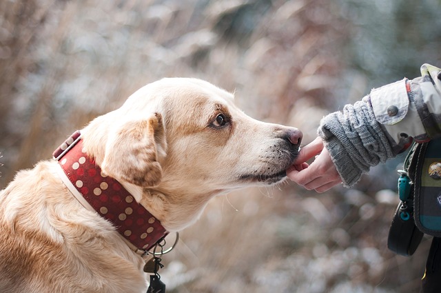 Illustration de l'article : 8 choses à propos des humains que les chiens peuvent ressentir