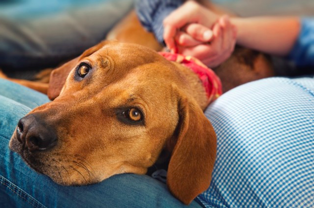 Illustration de l'article : 8 choses à propos des humains que les chiens peuvent ressentir