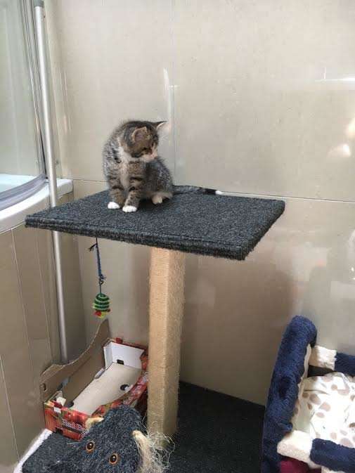 Illustration de l'article : Un chaton né aveugle, sauvé et adopté, fait craquer tout ceux qui l’entourent