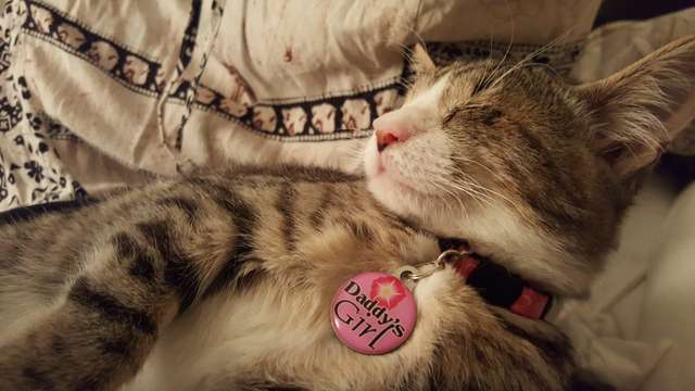 Illustration de l'article : Un chaton né aveugle, sauvé et adopté, fait craquer tout ceux qui l’entourent