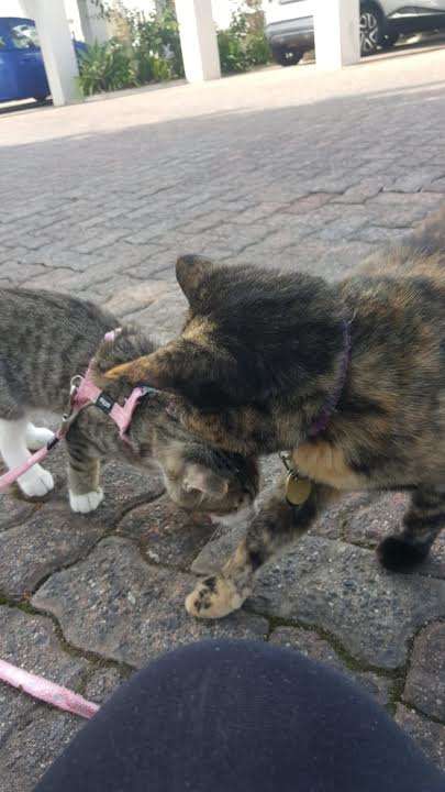 Illustration de l'article : Un chaton né aveugle, sauvé et adopté, fait craquer tout ceux qui l’entourent
